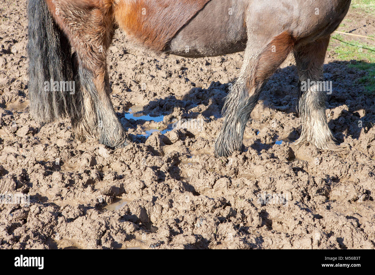 Cavallo in piedi nel fango Foto Stock