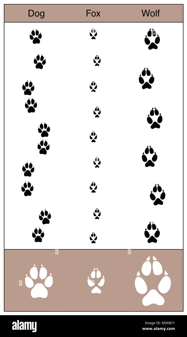 Cane, Fox e Wolf le vie per confronto. Simile alla ricerca delle scie di canidi - illustrazione su sfondo bianco. Foto Stock