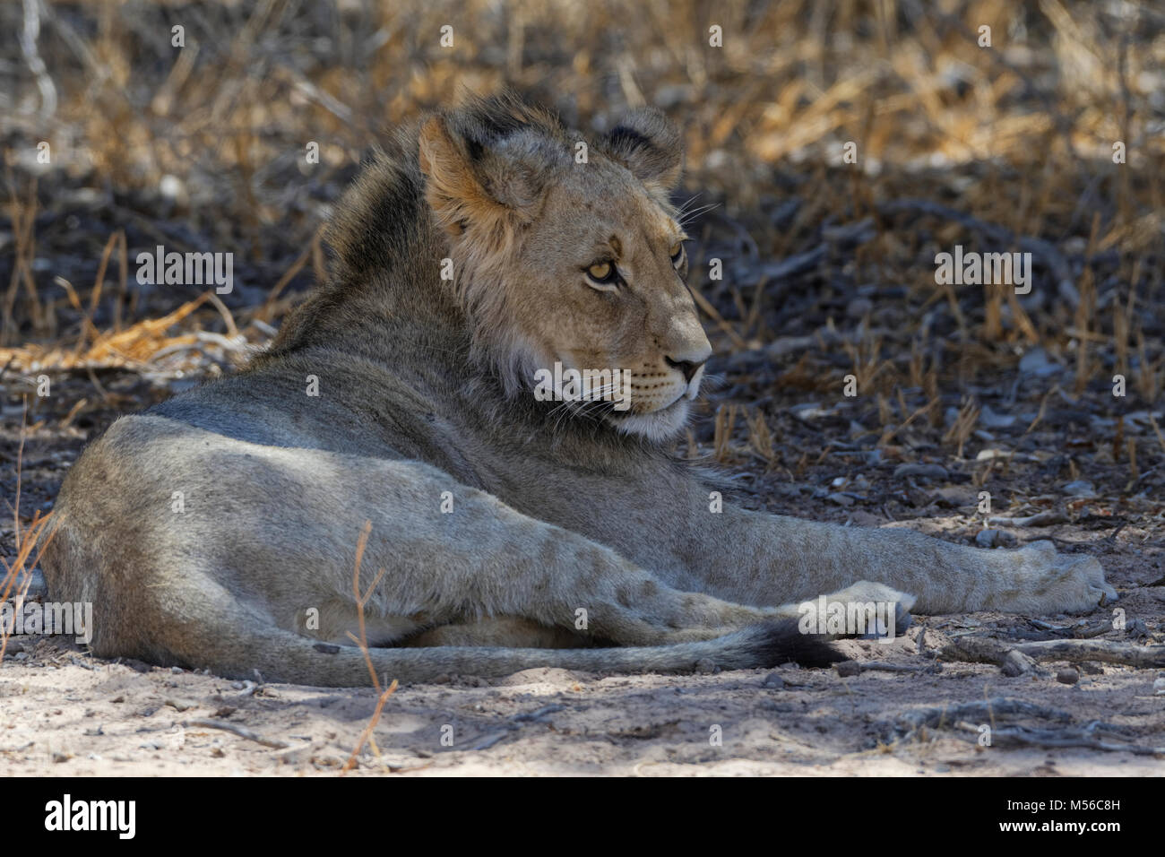 Nero-maned lion (Panthera leo vernayi), giovane maschio lion giacente in ombra, Kgalagadi Parco transfrontaliero, Northern Cape, Sud Africa e Africa Foto Stock