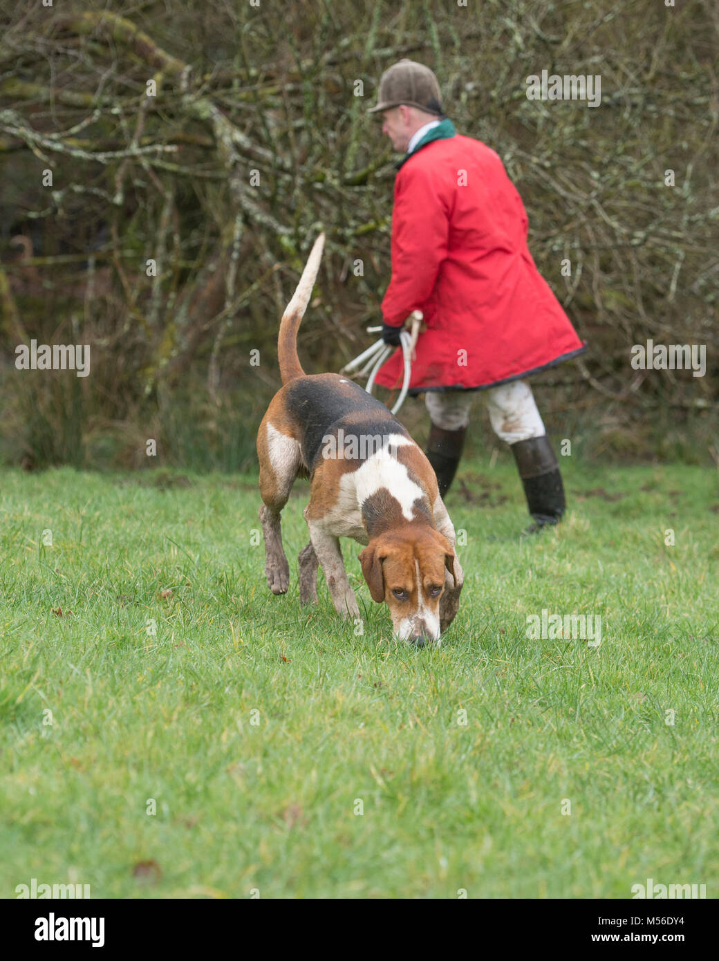 Huntsman a piedi con un foxhound Foto Stock