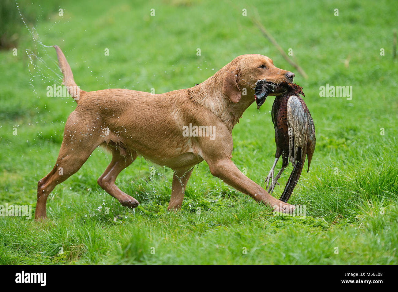 Il labrador retriever portando un colpo di fagiano Foto Stock