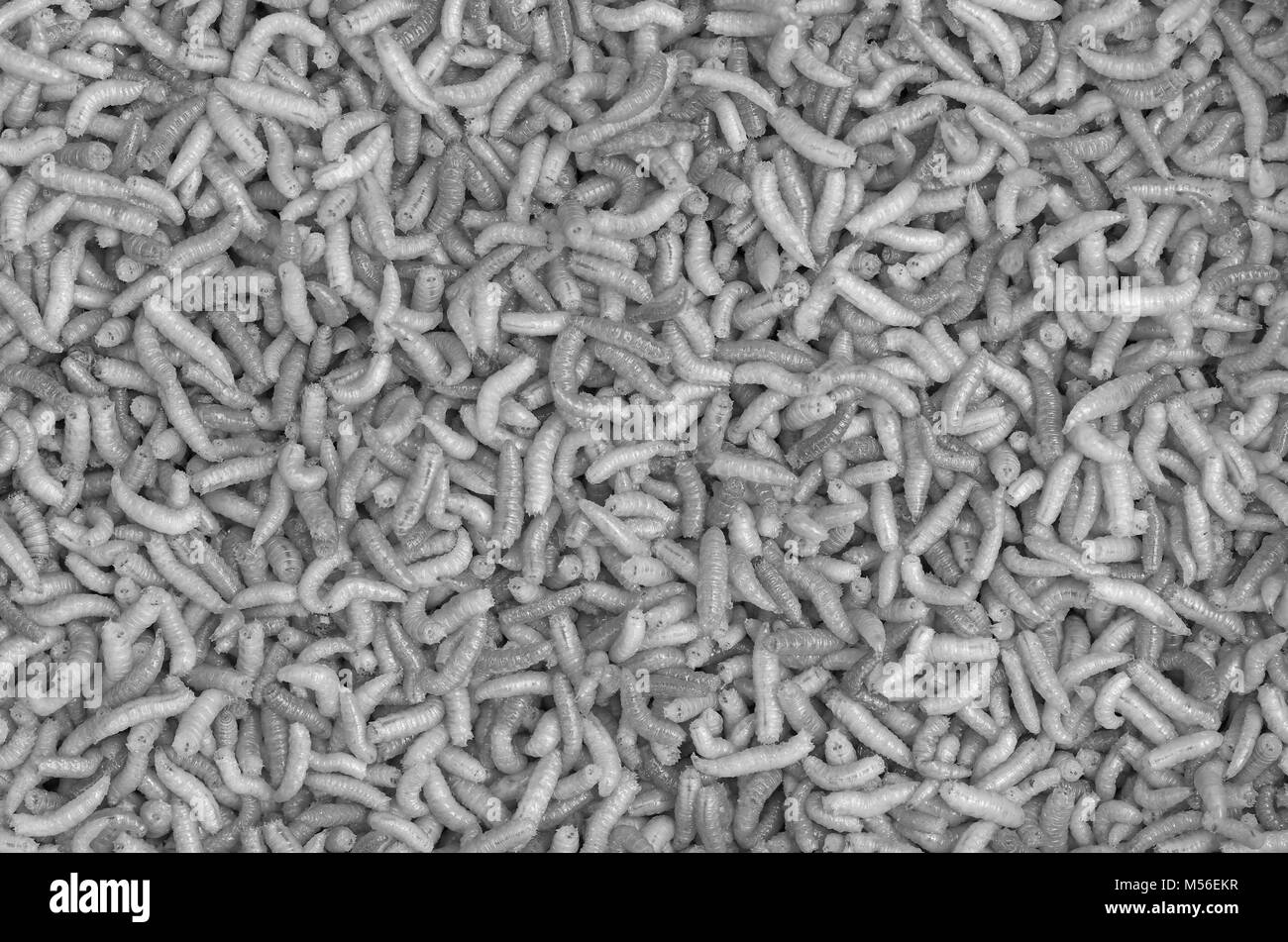 Chiudere fino a vivere verme Foto Stock