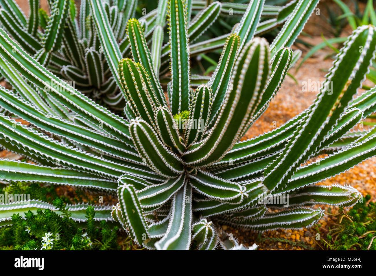 Cactus a giardini dalla Baia di Singapore Foto Stock