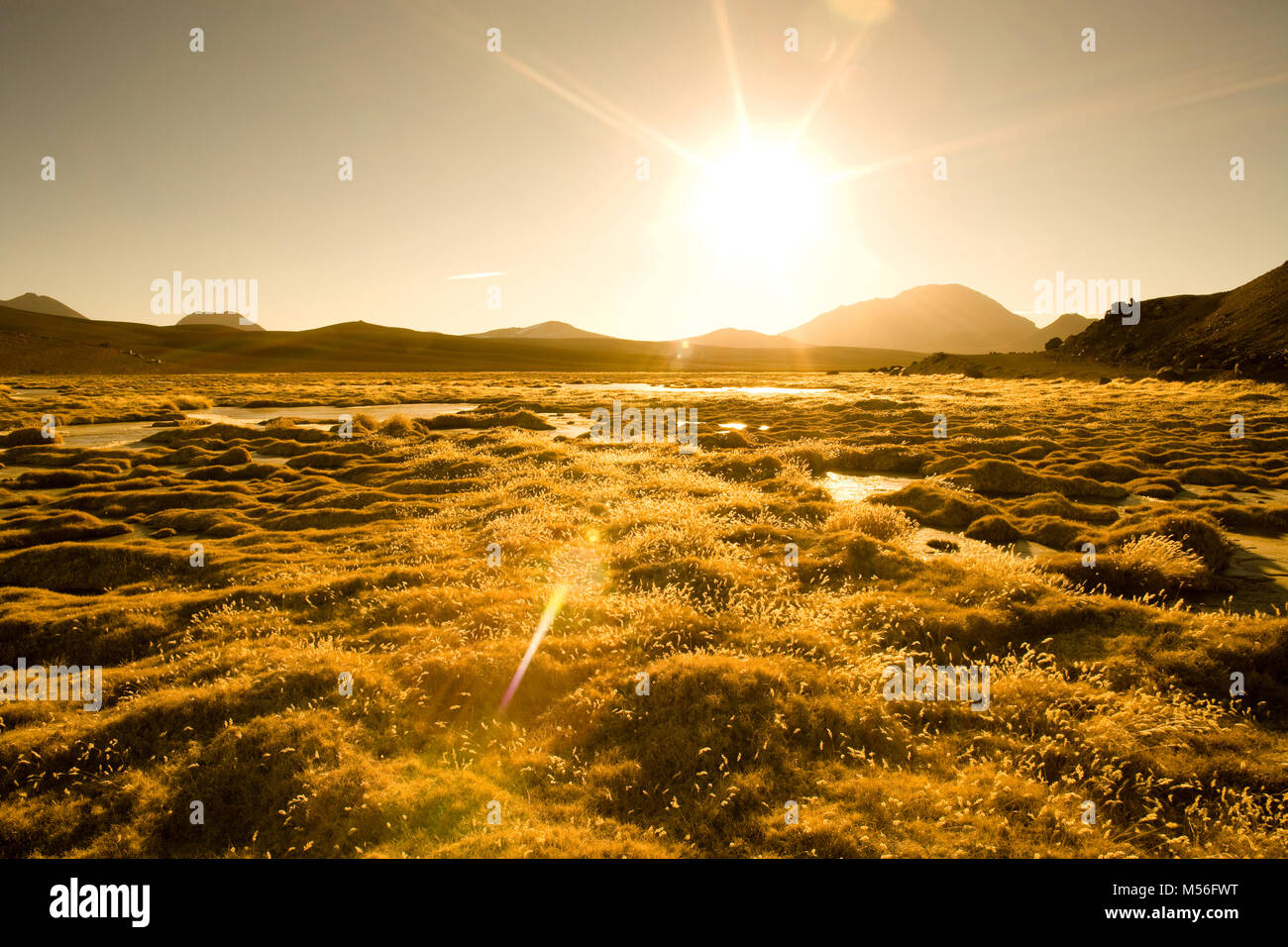 Vegas de Quepiaco Salt Lake e la laguna nel Altiplano (alto altopiano andino) a un'altitudine di 4400 m, il deserto di Atacama, Cile, Sud America Foto Stock