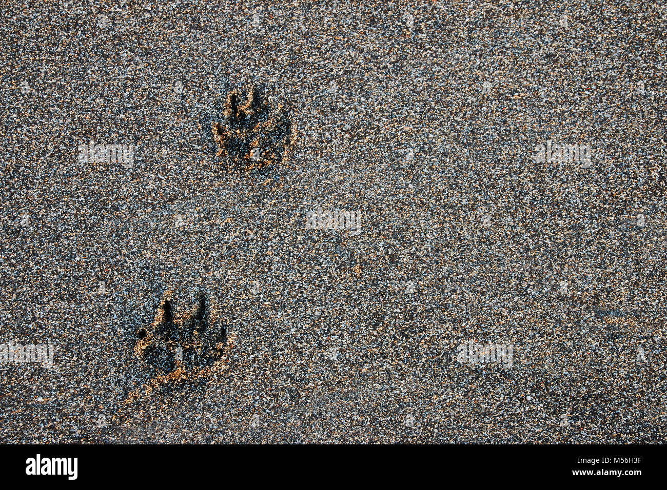 Cane piedi stampe nella sabbia in spiaggia a Bali, in Indonesia Foto Stock