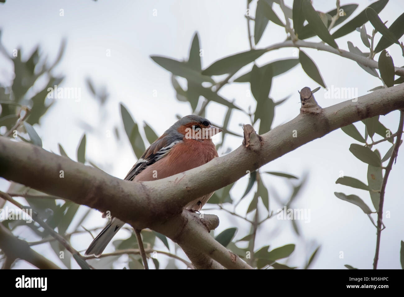 Maschio di fringuello seduto sul ramo di olivo Foto Stock