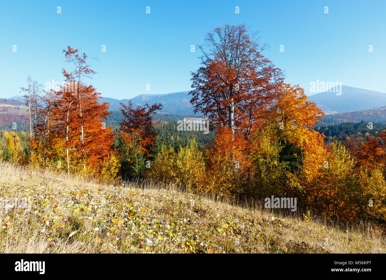 Mattina autunno Carpazi paesaggio. Foto Stock