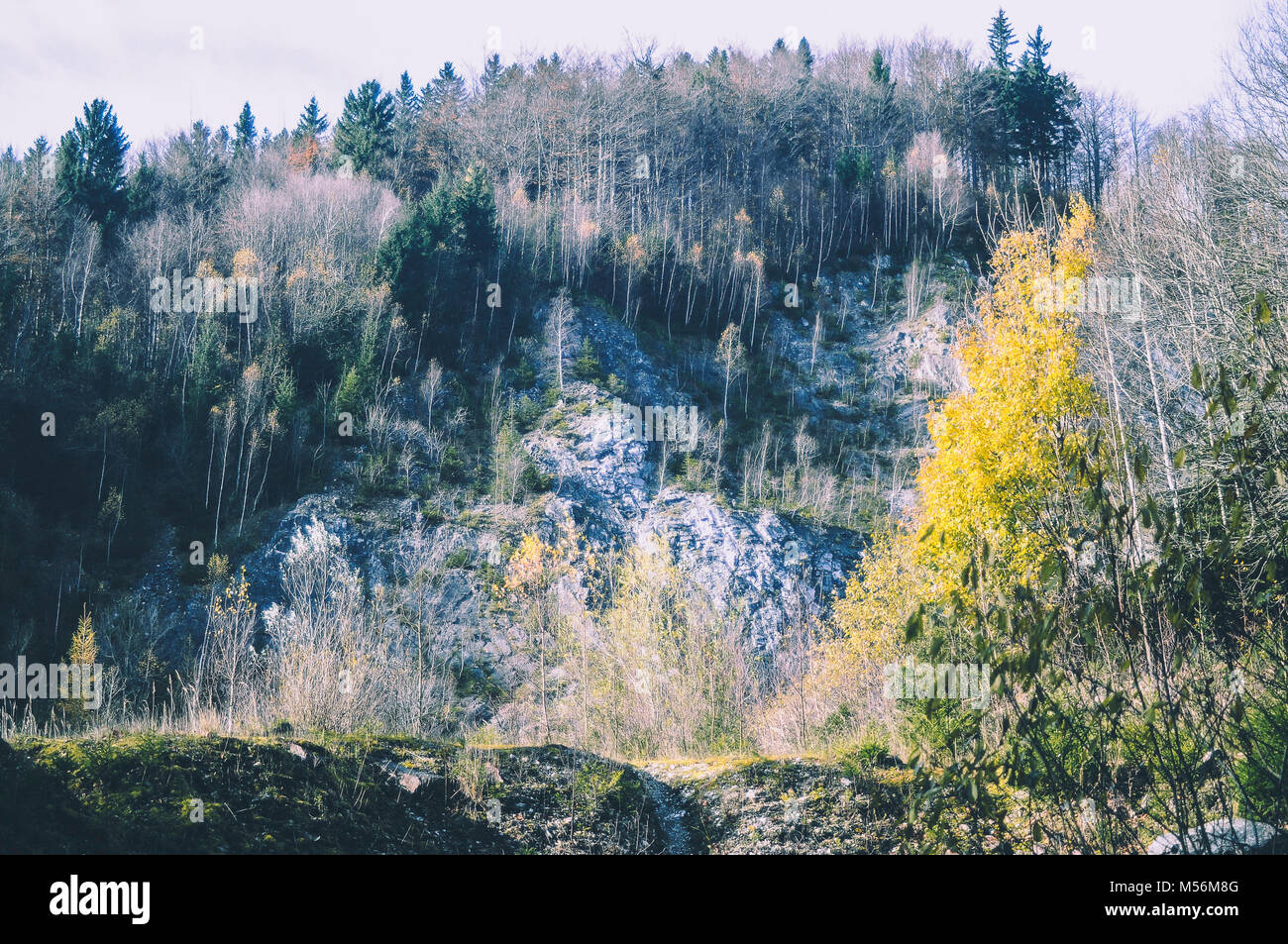 Vista dal fondo alla sommità delle colline. Le linee curve e alberi colorati in autunno II Foto Stock