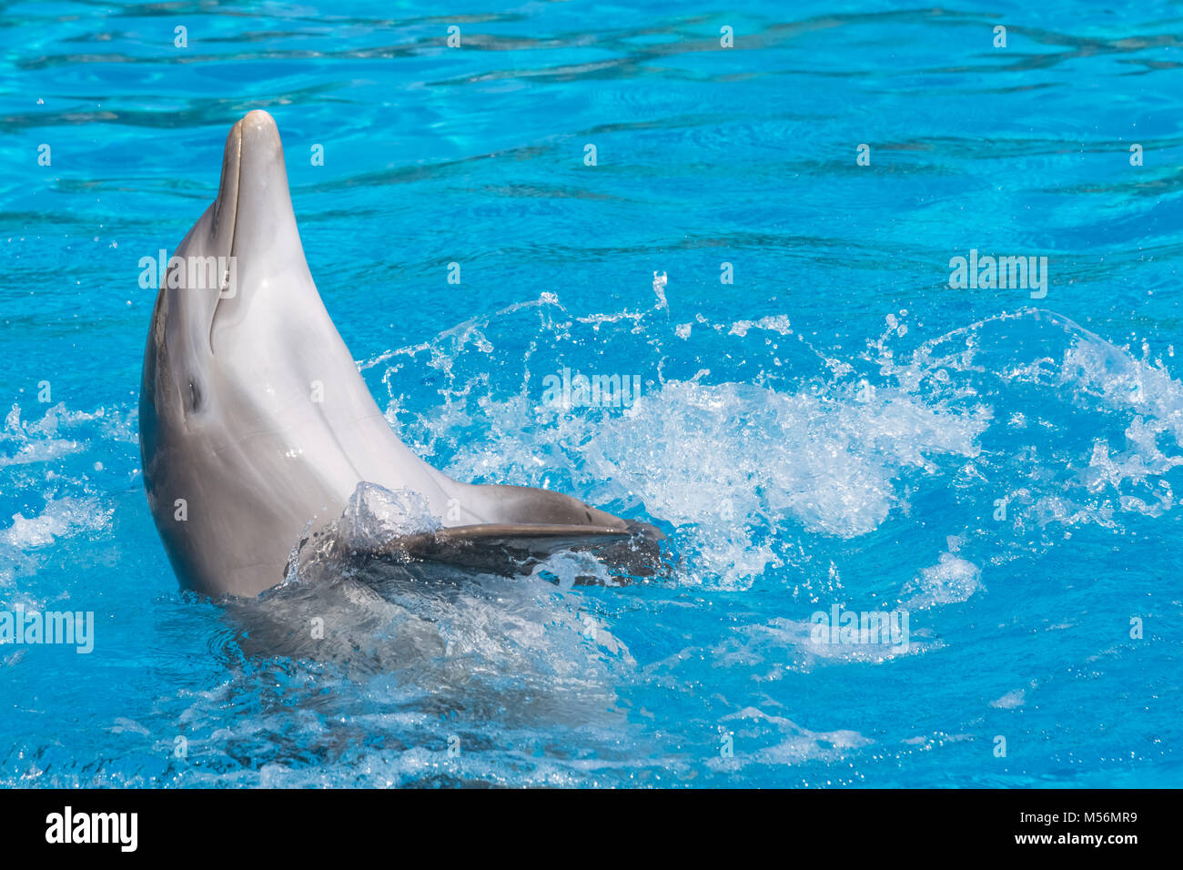 Sorridente dolphin facendo il dorso. Acqua blu sullo sfondo. Foto Stock