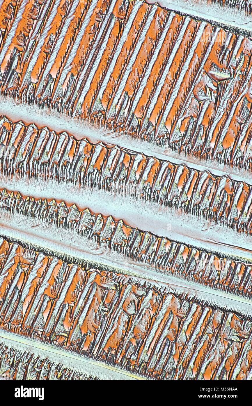 I cristalli di un comune antidolorifico paracetamolo. Immagine al microscopio, fotografato in luce polarizzata. Foto Stock