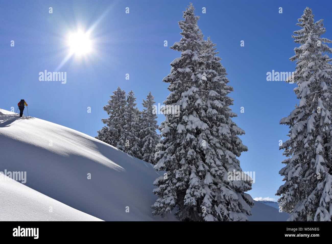 Alpinista di sci sul modo in un profondo paesaggio innevato con alberi di conifere in una bella giornata d'inverno. Allgaeu Alpi, Baviera, Germania Foto Stock