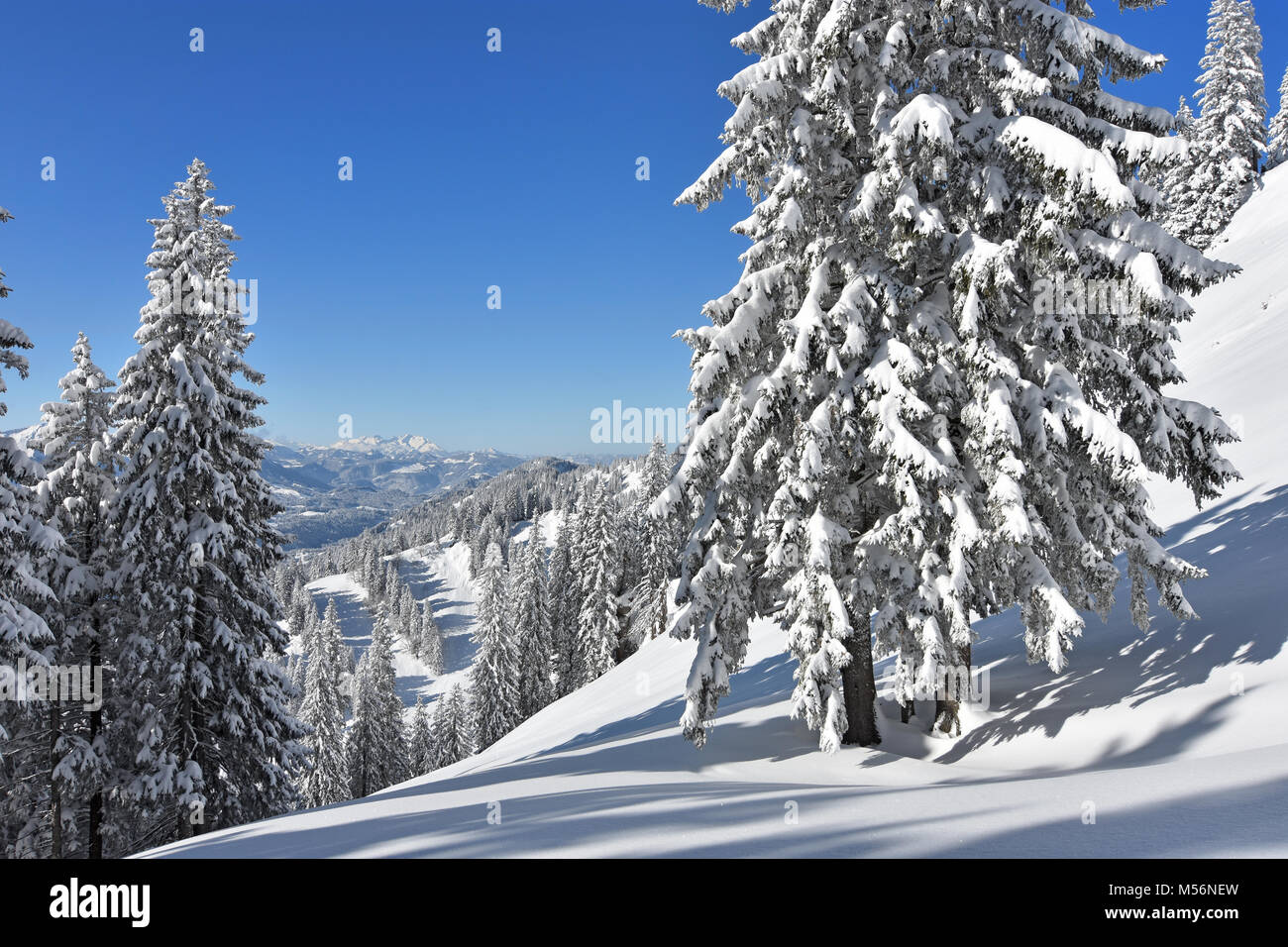 Profondamente coperto di neve paesaggio boscoso nell'Allgaeu Alpi in una bella giornata d'inverno. In background Alpstein massiccio con Altmann e Saentis. Foto Stock