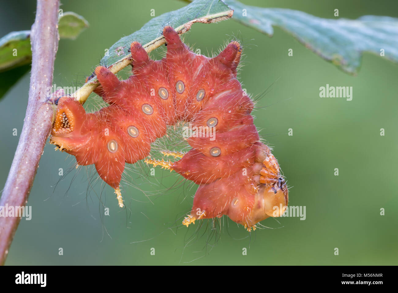 Imperial Moth caterpillar sul rovere castagno a Reed eseguire preservare, Lancaster Conservancy, Lancaster County, Pennsylvania, estate. Foto Stock