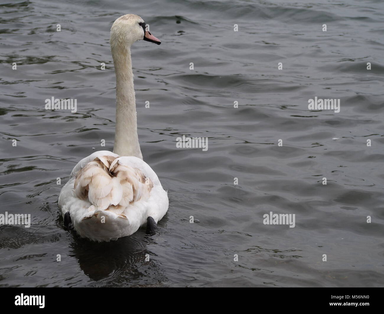 Swan guardando sopra Watermead Parco Lago di Leicester. Foto Stock