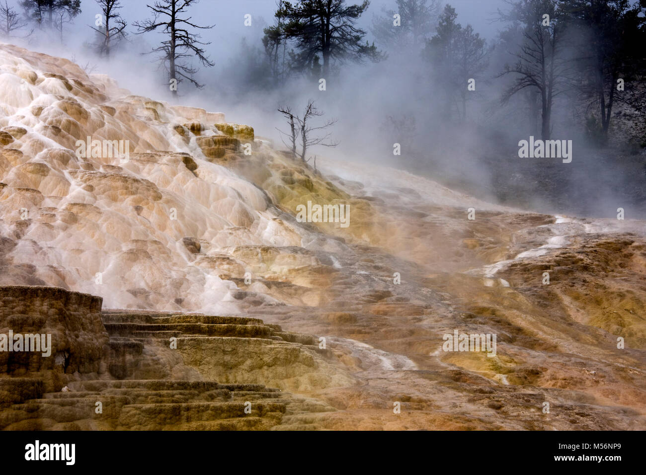 Terrazza in travertino a Mammoth Hot Springs, il Parco Nazionale di Yellowstone, STATI UNITI D'AMERICA Foto Stock