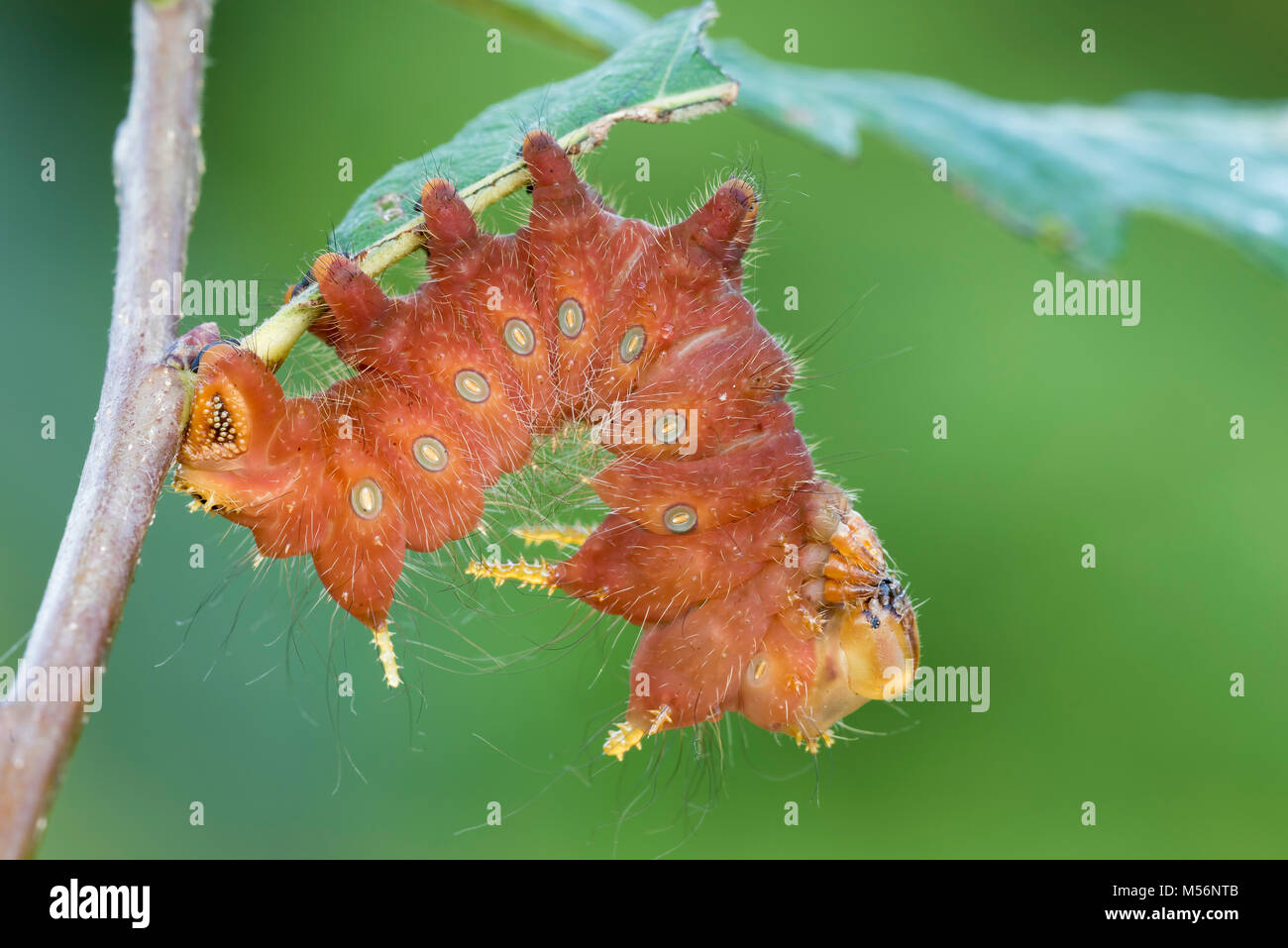 Imperial Moth caterpillar sul rovere castagno a Reed eseguire preservare, Lancaster Conservancy, Lancaster County, Pennsylvania, estate. Foto Stock