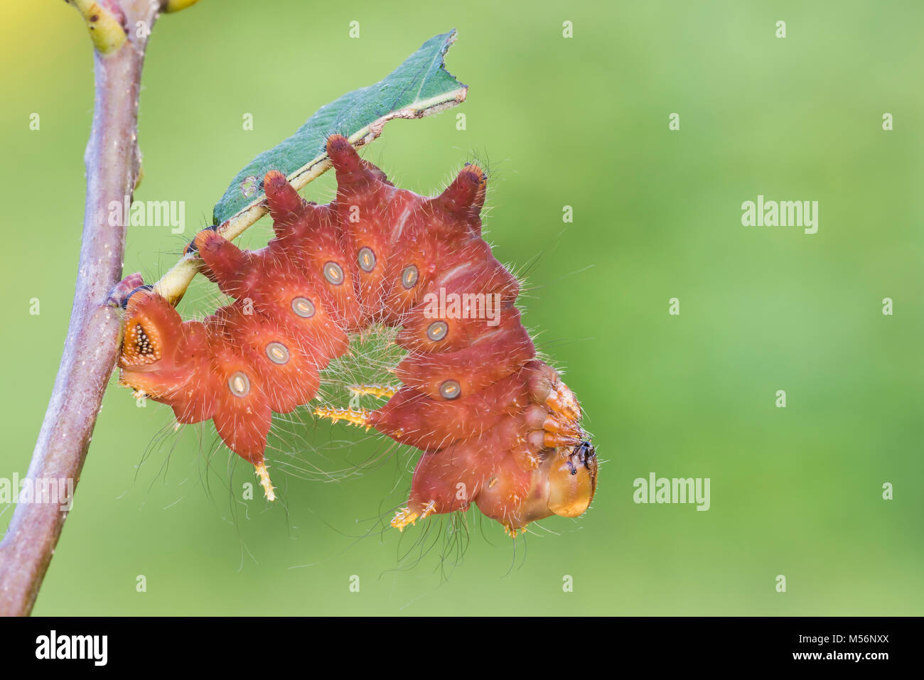 Imperial Moth caterpillar sul rovere castagno a Reed eseguire preservare, Lancaster Conservancy, Lancaster County, Pennsylvania, estate. Foto Stock