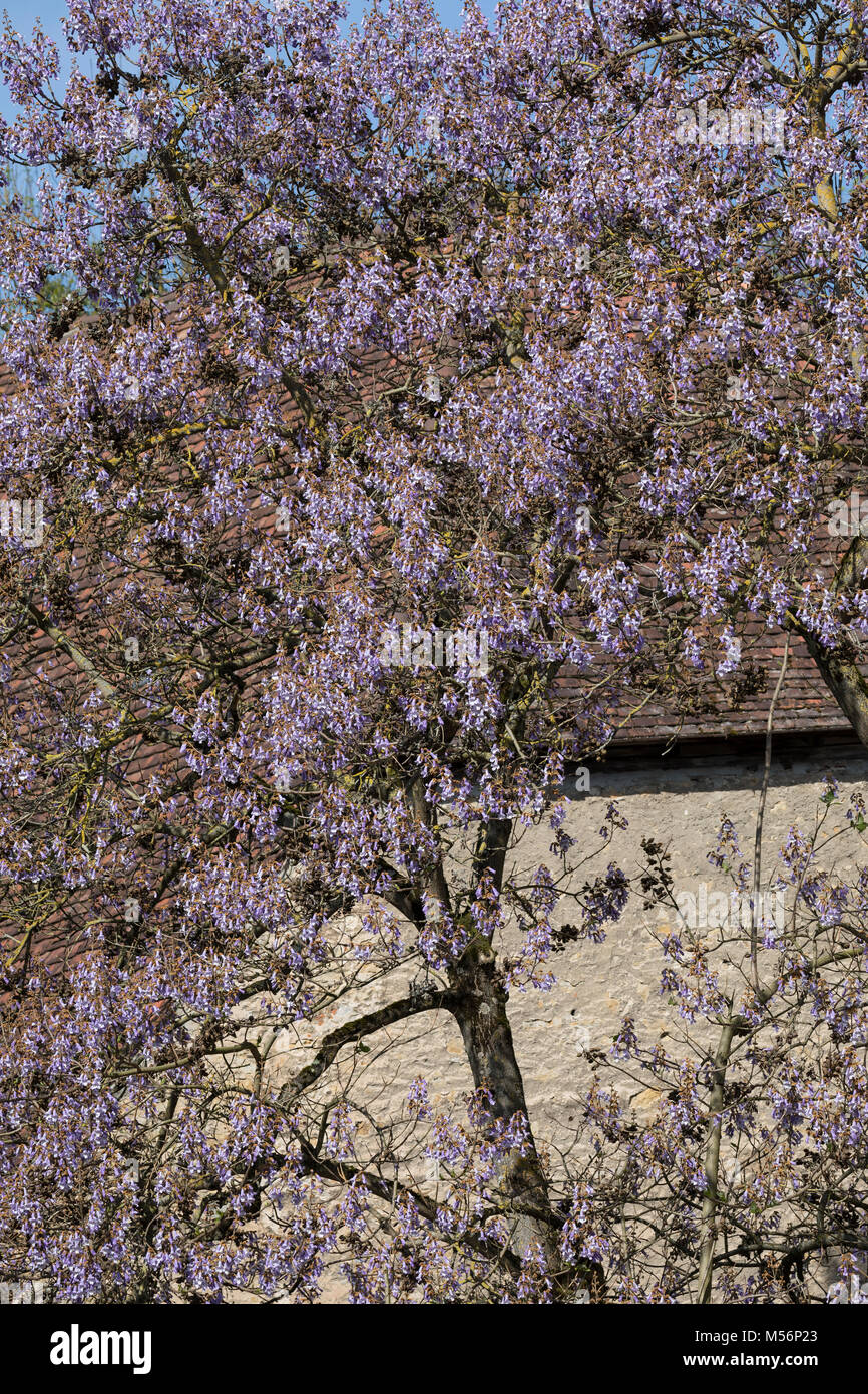 Arbre Paulownia Shan Tong - Croissance Rapide, Résistant Au Froid -28°C, Jeune Plant En Pot 0,6L - 10