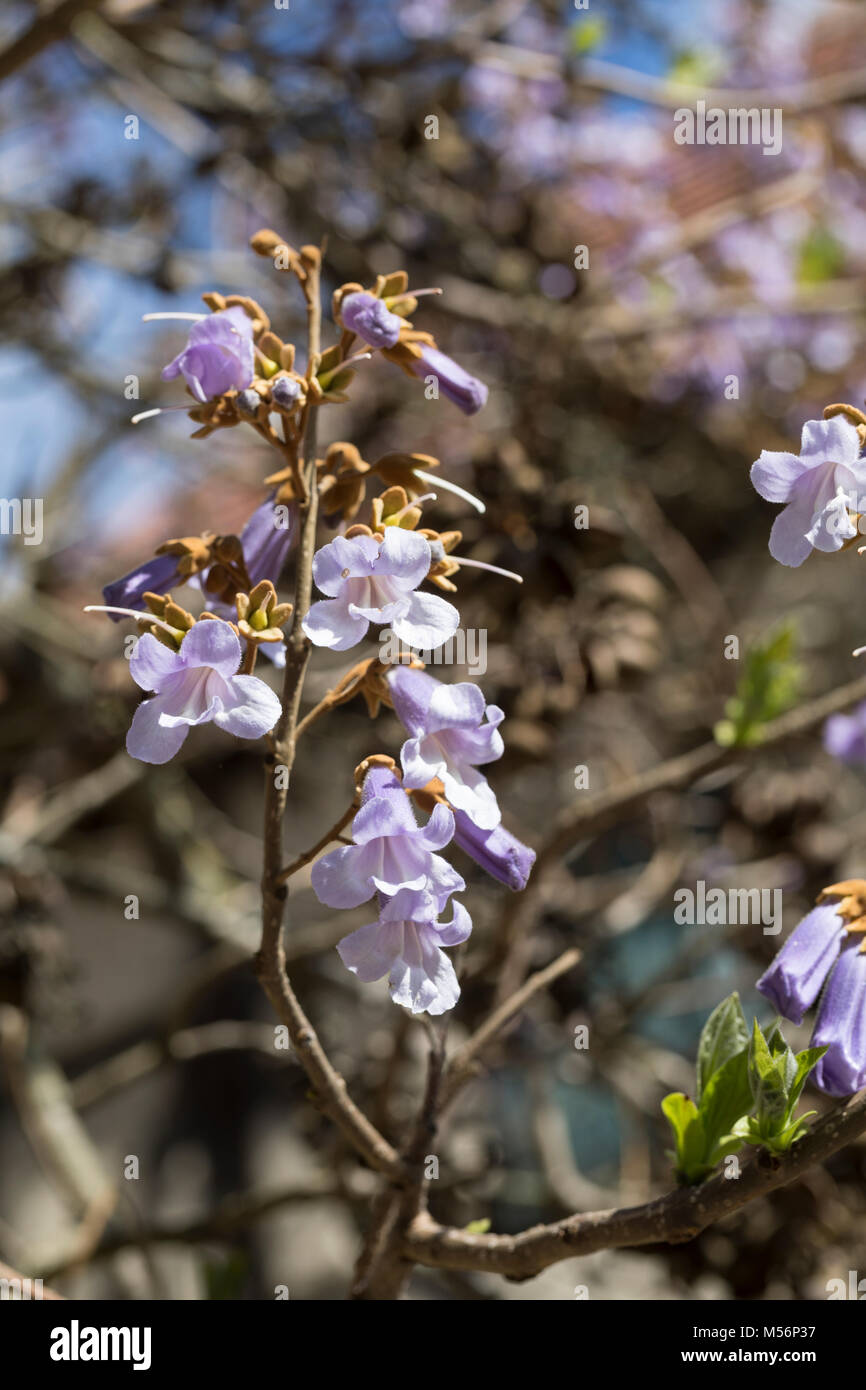 Blauglockenbaum, Chinesischer Blauglockenbaum, Kaiserbaum, Kaiser-Paulownie, Kiribaum, Paulownia tomentosa, Paulownia imperialis, princesstree, foxglo Foto Stock