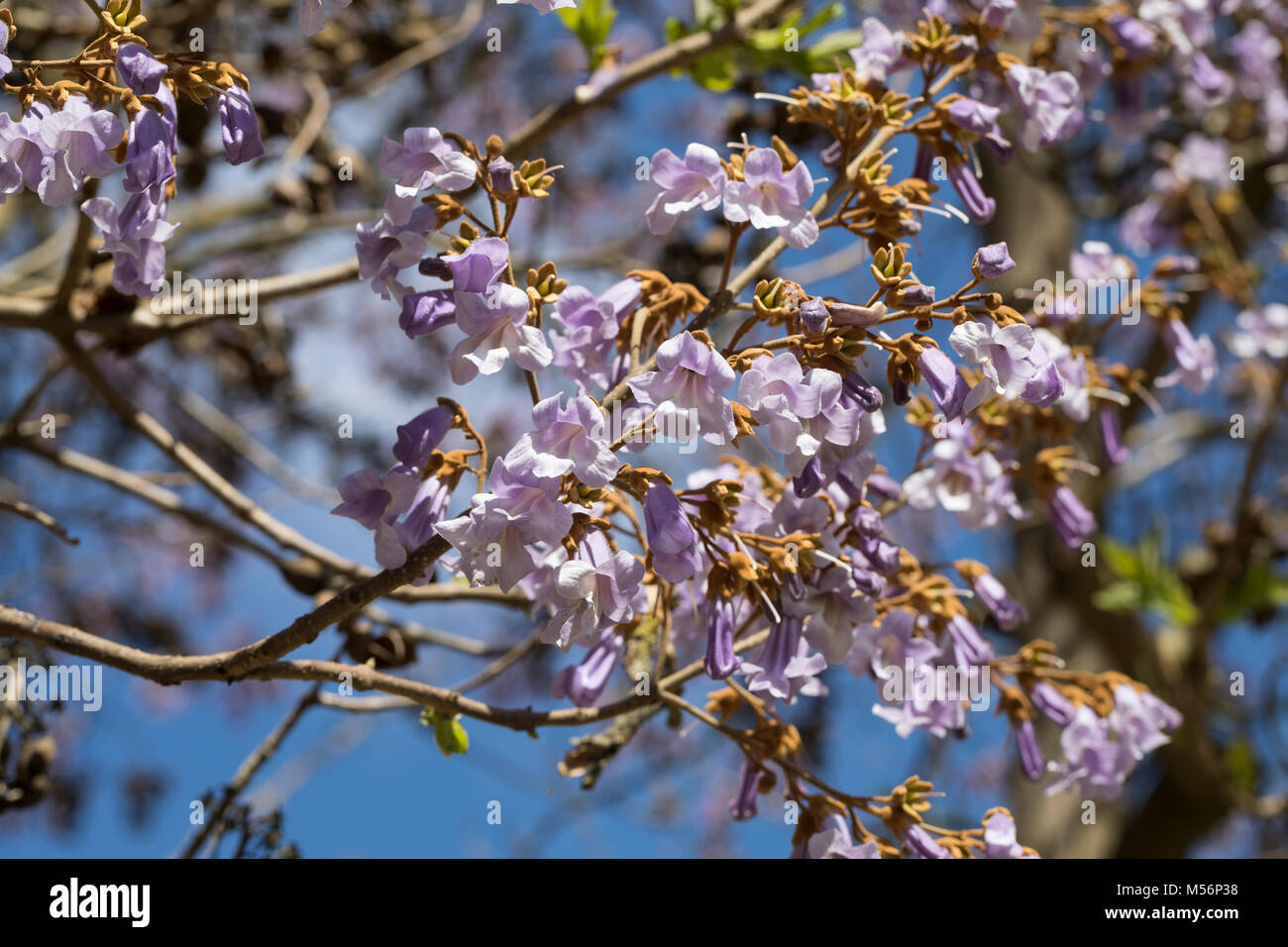 Paulownia Z07 Blauglockenbaum - Schnellwachsender Kaiserbaum Mit Rosa Blüten