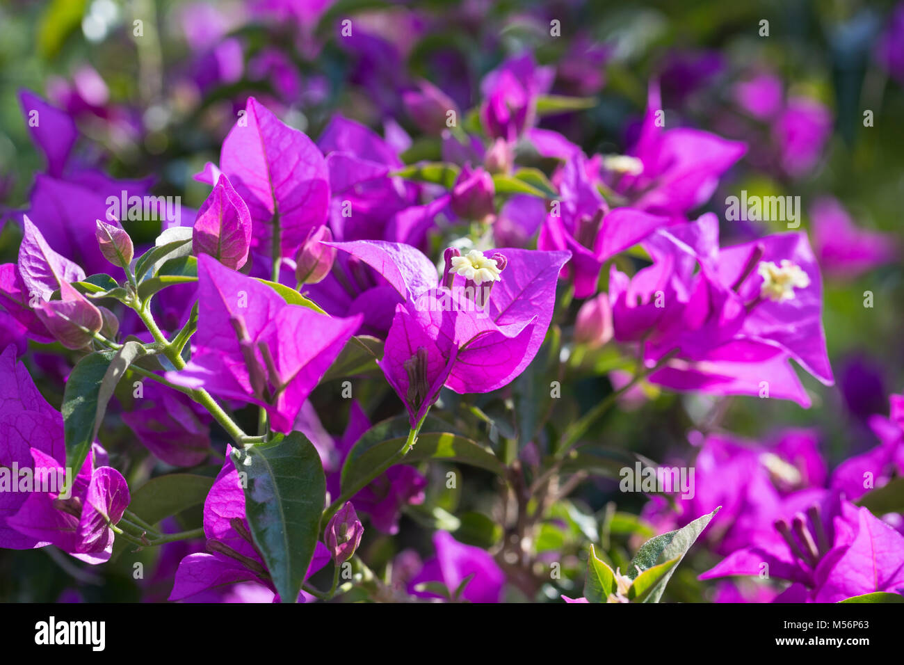 Drillingsblume, Bouganville, Bougainville, Bougainvillee, Bougainvillie, bouganville spectabilis, bouganville peruviana, bouganville speciosa, Foto Stock