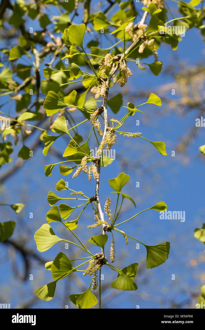 Il Ginkgo, Mädchenhaarbaum, Fächertanne, männliche Blüten, Ginkgo biloba, Maidenhair Tree, Arbre aux quarante écus, Ginkgo, Gingko Foto Stock