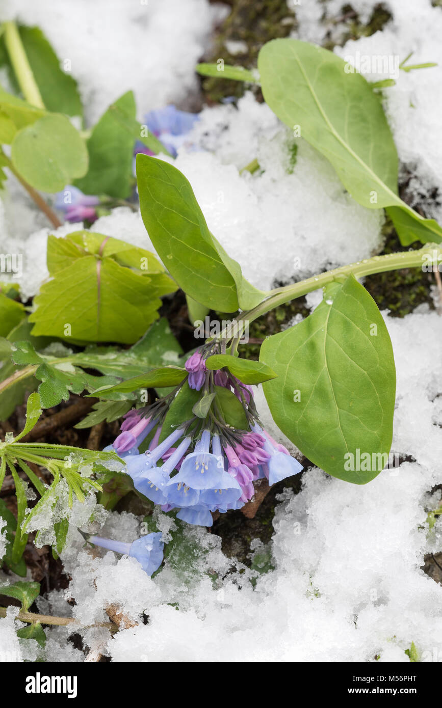 Virginia Bluebells appesantita da una neve di primavera al traghetto Shenks Millefiori preservare, Lancaster Co., Pennsylvania. Foto Stock