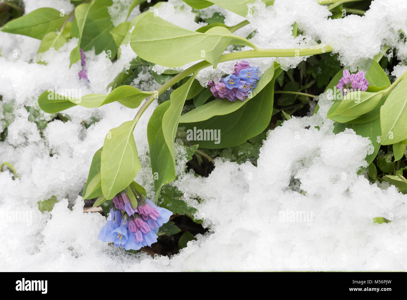Virginia Bluebells appesantita da una neve di primavera al traghetto Shenks Millefiori preservare, Lancaster Co., Pennsylvania. Foto Stock