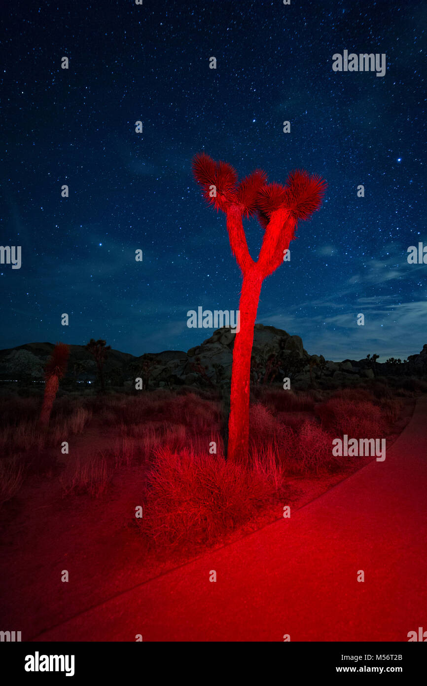 Di colore rosso si accendono le luci di alberi di Joshua di notte con le stelle nel cielo a Joshua Tree National Park il 17 febbraio 2018 in ventinove Palms, CA. Foto di Foto Stock