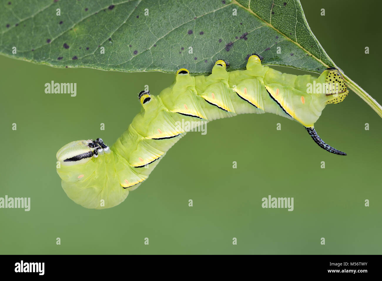 Laurel Sphinx caterpillar alimentazione sulle ceneri bianche al traghetto Shenks Millefiori preservare, Lancaster County, Pennsylvania, estate. Foto Stock
