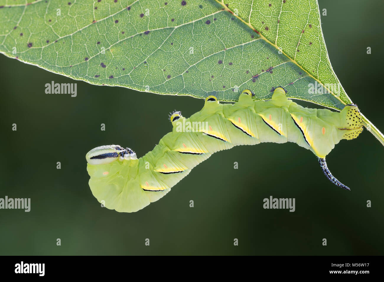 Laurel Sphinx caterpillar alimentazione sulle ceneri bianche al traghetto Shenks Millefiori preservare, Lancaster County, Pennsylvania, estate. Foto Stock