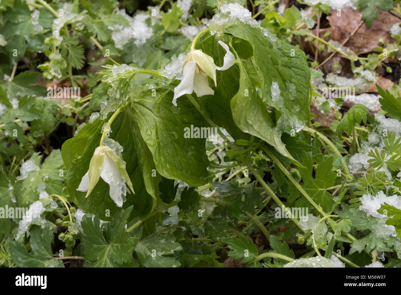 Bianco (Trillium Trillium erectum) appesantita da una neve di primavera al traghetto Shenks Millefiori preservare, Lancaster Co., Pennsylvania. Foto Stock