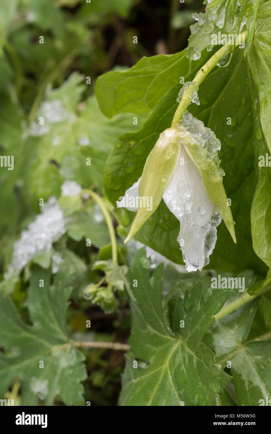 Bianco (Trillium Trillium erectum) appesantita da una neve di primavera al traghetto Shenks Millefiori preservare, Lancaster Co., Pennsylvania. Foto Stock