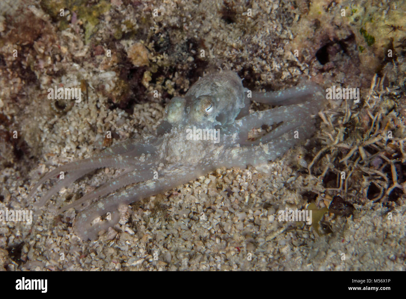 Le alghe polpo (Abdopus aculeatus) durante la notte nei pressi di Panglao Island, Filippine Foto Stock