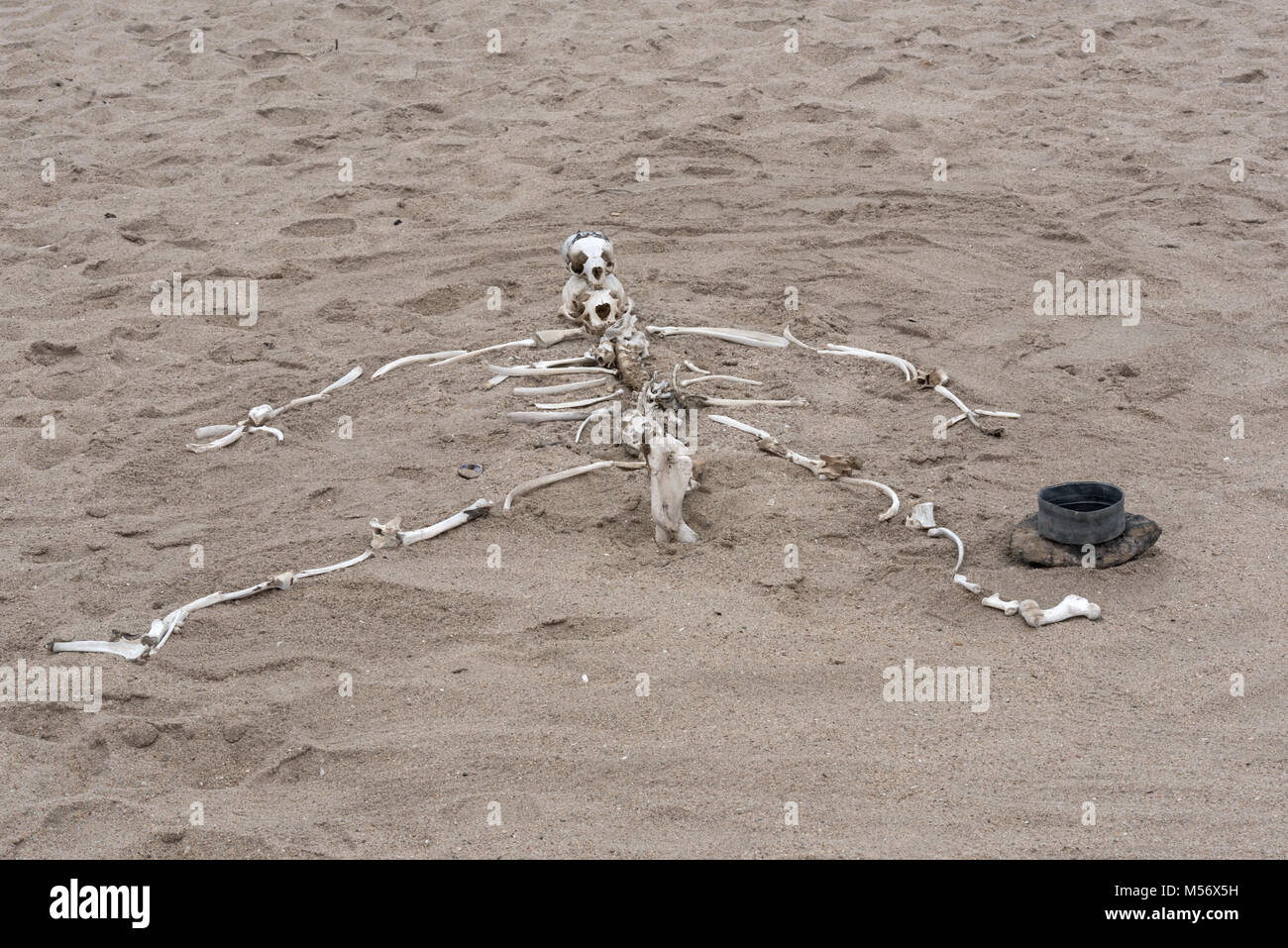 Scheletro umano costruito da ossa di animali sulla Skeleton Coast in Namibia Foto Stock