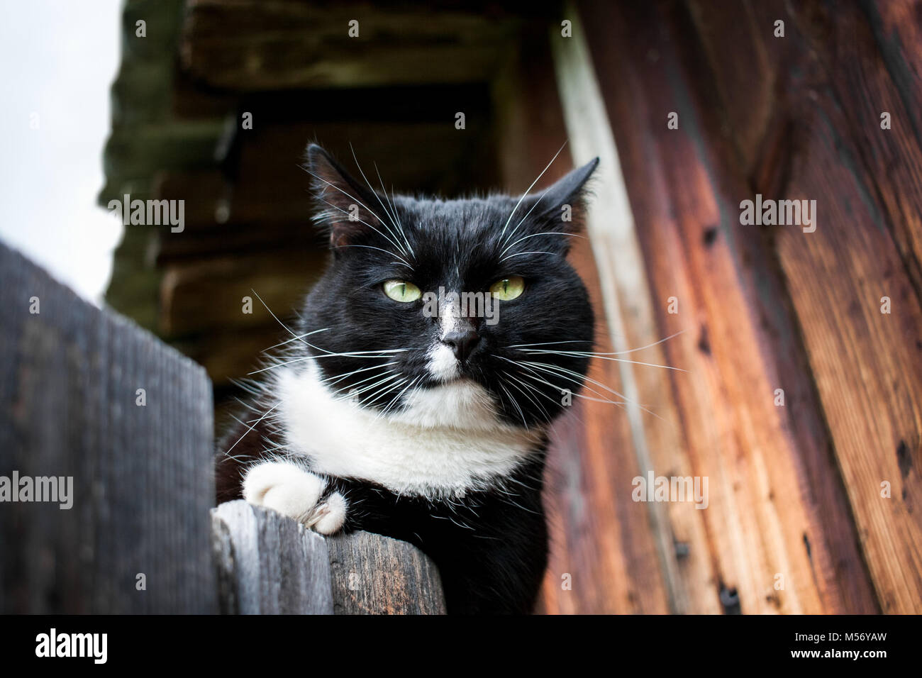 Bianco e nero gatto è giacente sulla porta di legno nei pressi di una vecchia casa in legno e guardando la fotocamera con un arrabbiato museruola in una mattina d'estate. Foto Stock