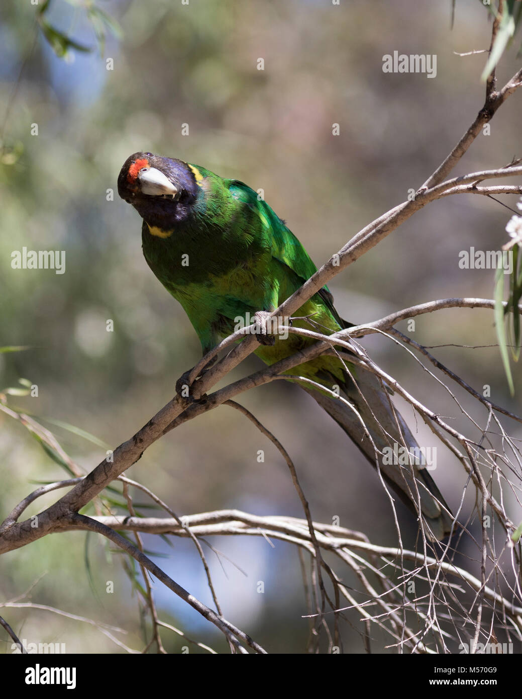Un australiano Ringneck parrot (Barnardius zonarius) su Molloy Island, vicino a Augusta, Australia occidentale Foto Stock