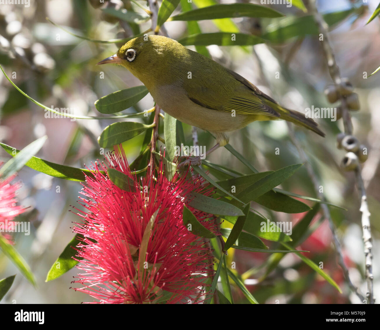 Un Silvereye (Zosterops lateralis) mostrato qui vicino a Pemberton, regione sud-ovest, Australia occidentale Foto Stock