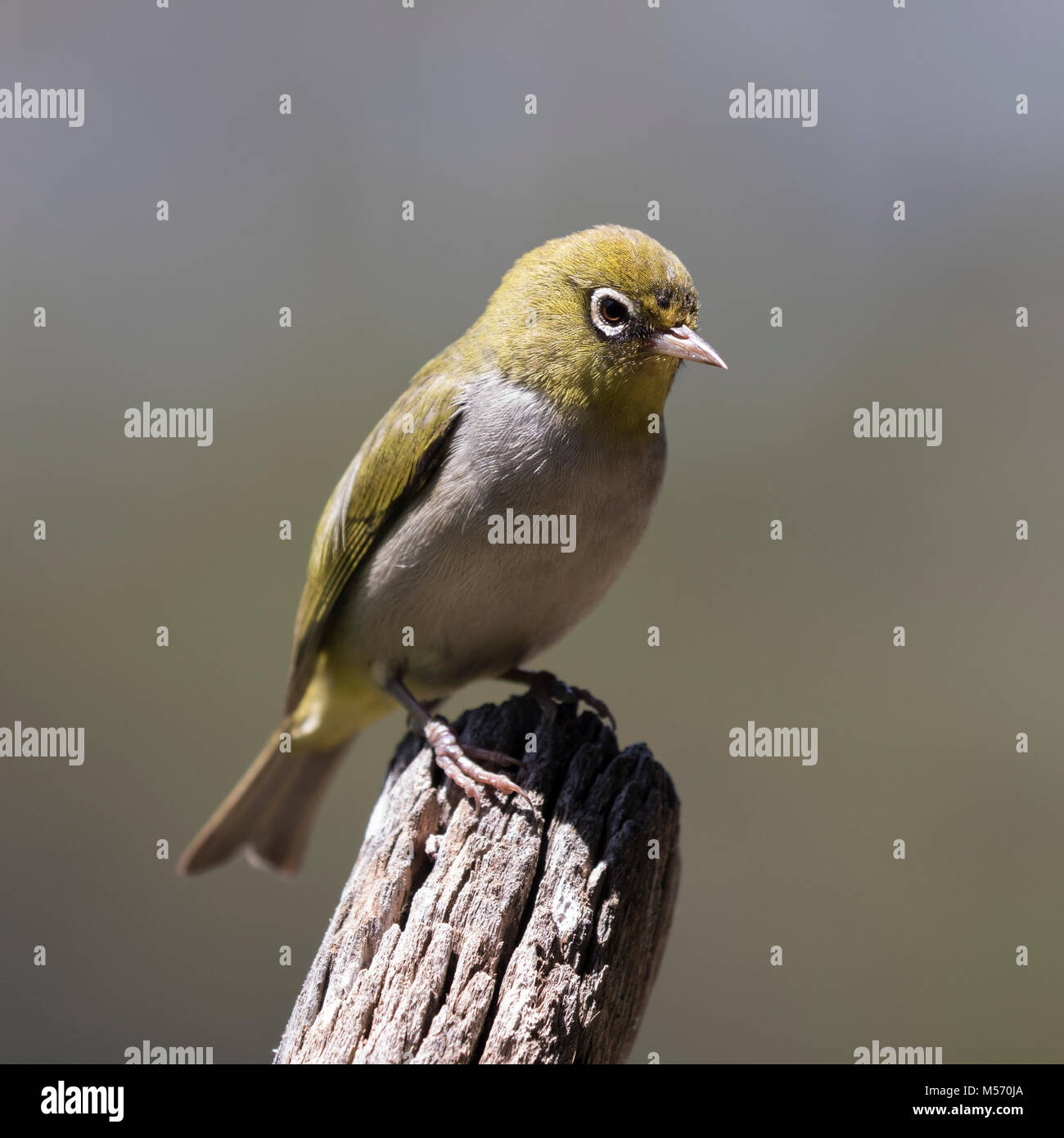 Un Silvereye (Zosterops lateralis) mostrato qui vicino a Pemberton, regione sud-ovest, Australia occidentale Foto Stock
