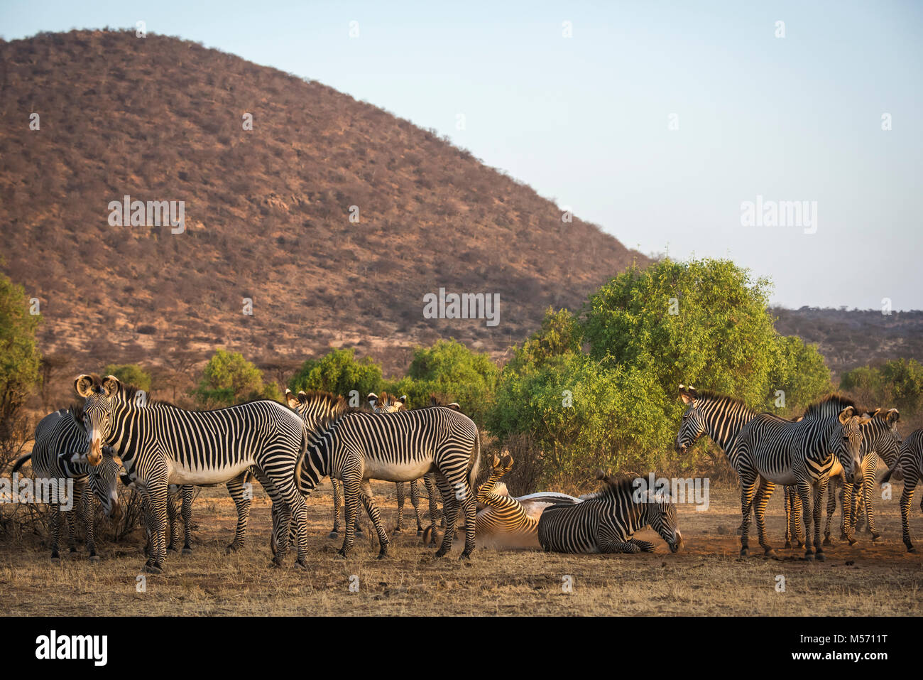 Un allevamento di specie in pericolo di Grevy zebre (Equus grevyi) nella mattina presto luce; Samburu Riserva nazionale del Kenya. Foto Stock