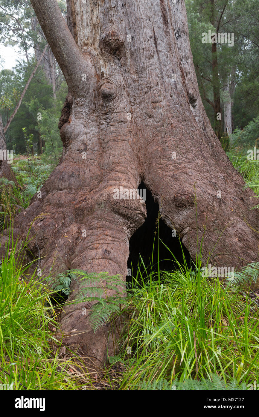 Nonna Tingle (altrimenti nota come nonna tingle), un rosso Tingle Tree nella Valle dei Giganti, vicino Normalup, in Sud Australia Occidentale Foto Stock