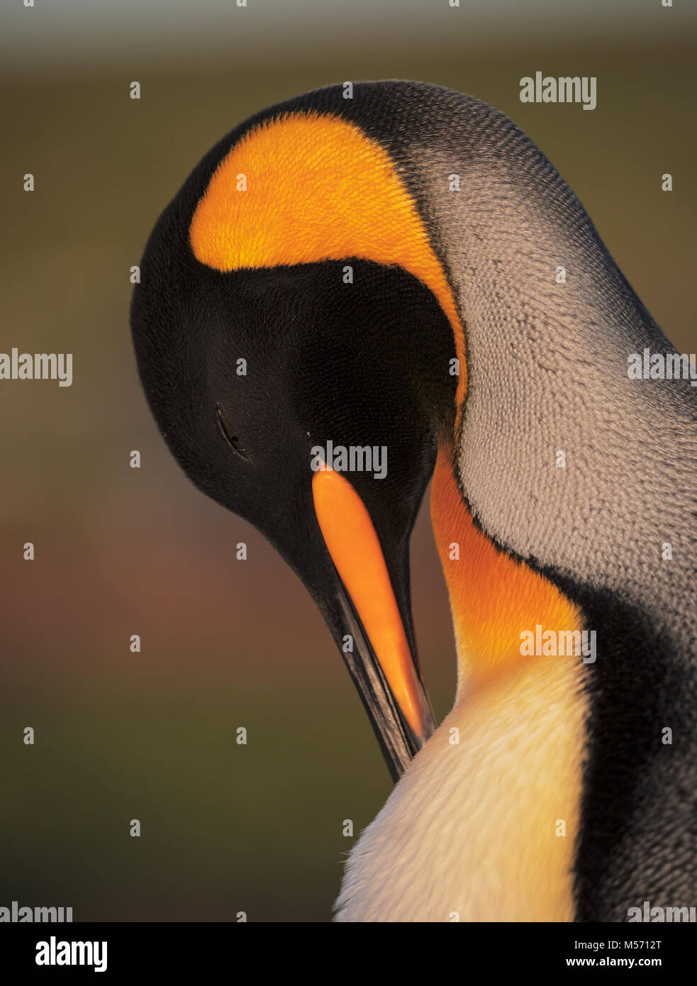 Pinguino reale ritratto Foto Stock