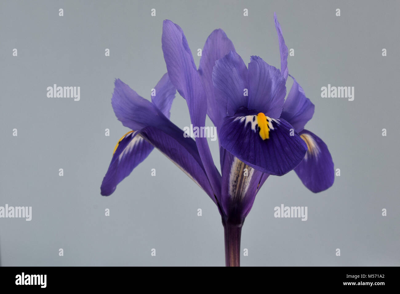 Close-up di un color viola scuro iris in miniatura fiore contro uno sfondo chiaro Foto Stock