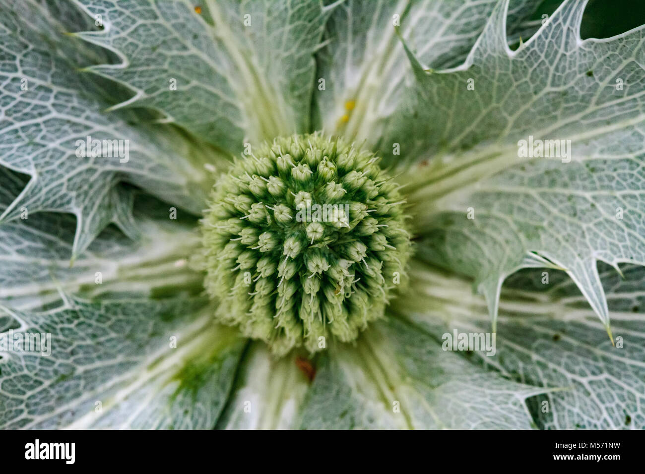 Close up Eryngium giganteum 'Silver fantasma' Foto Stock