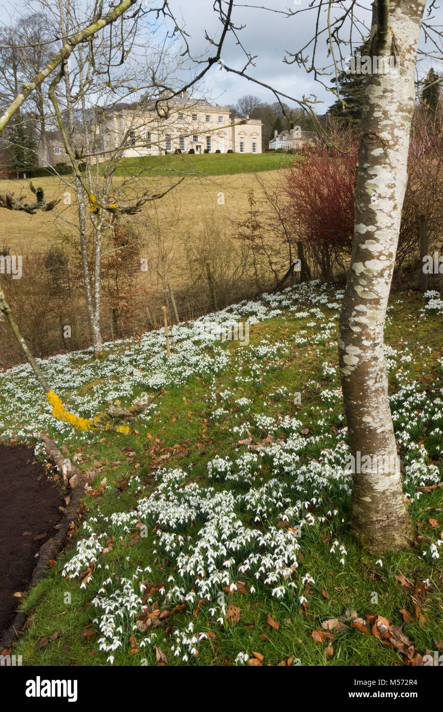 Snowdrops Painswick rococò con giardino Painswick casa sullo sfondo, Gloucestershire, Regno Unito Foto Stock