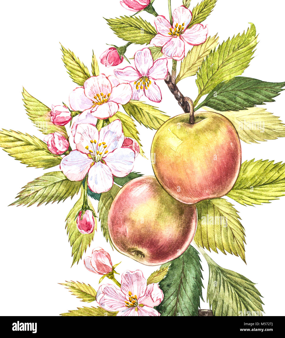 Acquerello Colorato Di Apple A Rami Di Alberi Con Frutti Fiori E Foglie Acquerello Illustrazione Botanica Isolati Su Sfondo Bianco Foto Stock Alamy