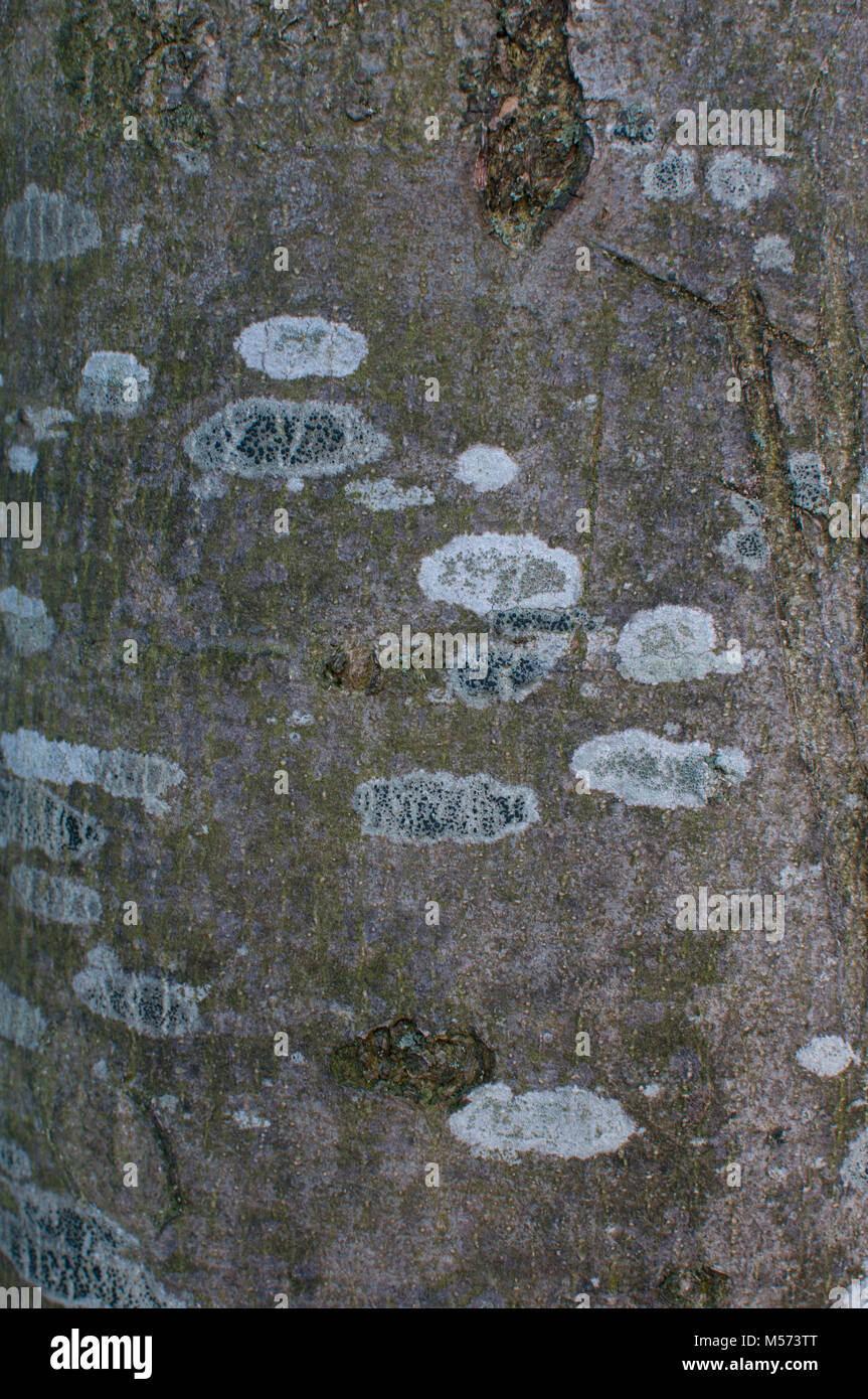 Marcature sulla corteccia di albero Foto Stock