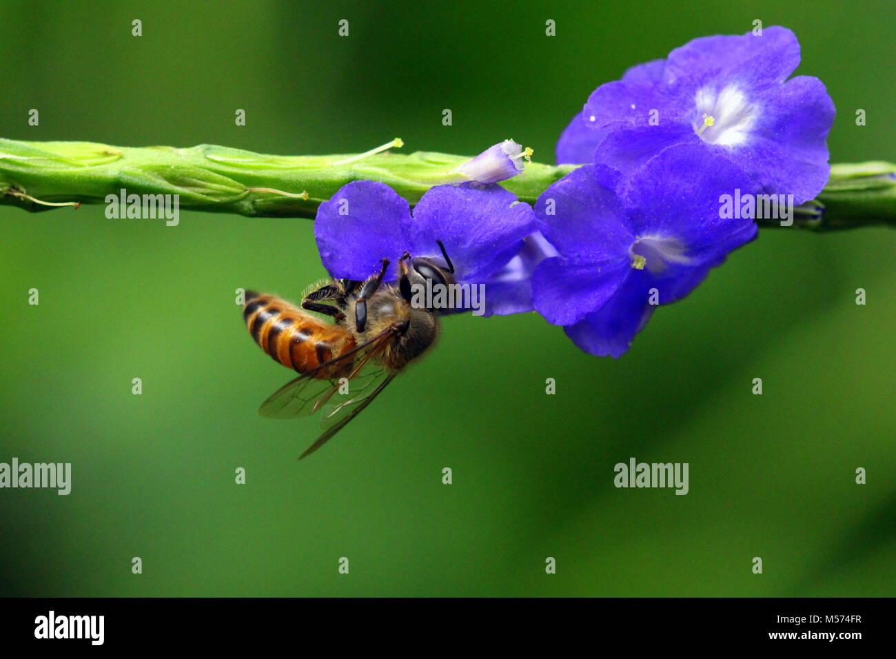 La fotografia macro Foto Stock