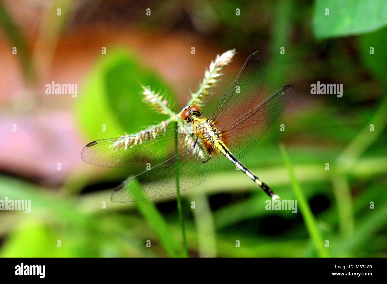 La fotografia macro Foto Stock
