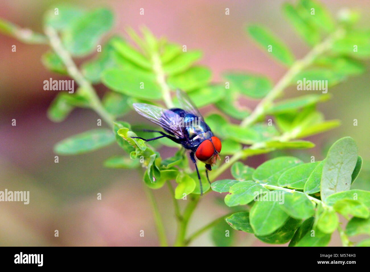 La fotografia macro Foto Stock